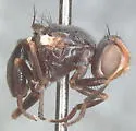 Otites michiganus