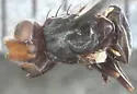 Otites michiganus - photo 2