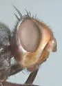 Otites michiganus - photo 3