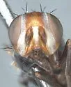 Otites michiganus - photo 4