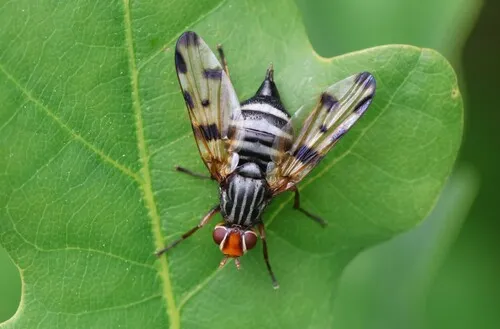 Otites porcus