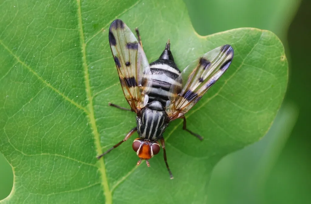 Otites porcus - photo 2