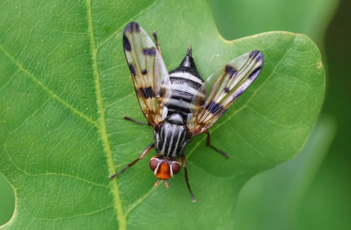 Otites porcus - photo 3