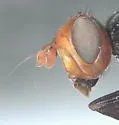 Otites pyrrhocephala - photo 3