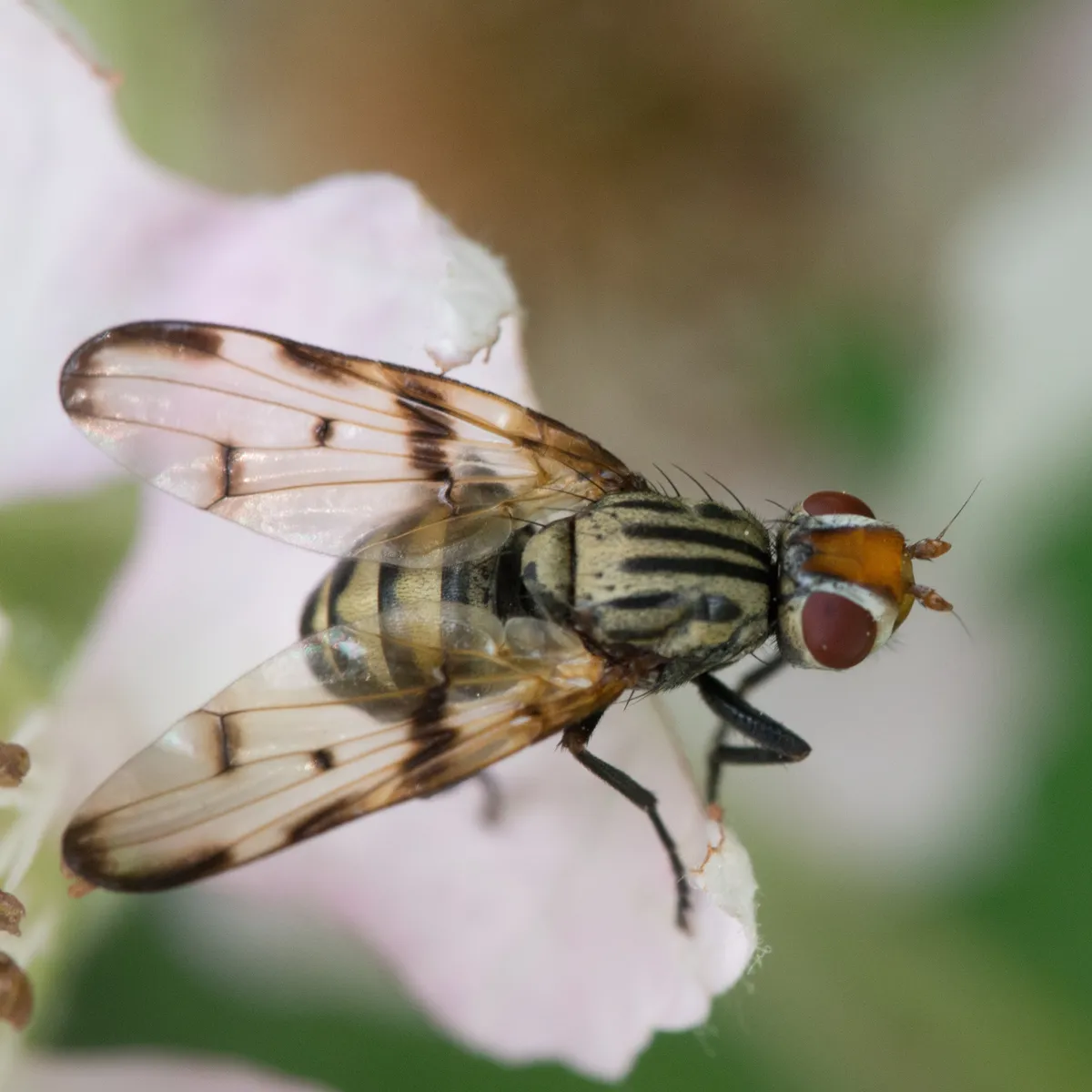Otites ruficeps - photo 3