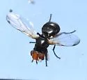 Otites stigma - photo 4