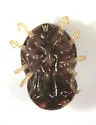 spinose ear tick - photo 2