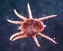 spinose ear tick - photo 3