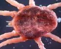 spinose ear tick - photo 4