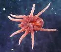 spinose ear tick - photo 5