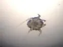 Ear Mite