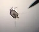 Ear Mite - photo 2