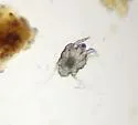 Ear Mite - photo 3