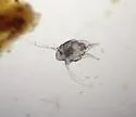 Ear Mite - photo 4