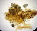 Ear Mite - photo 5