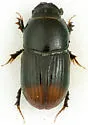 Otophorus haemorrhoidalis
