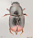 Otophorus haemorrhoidalis - photo 2