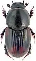 Otophorus haemorrhoidalis - photo 4