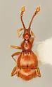Ouachitychus parvoculus - Ouachitychus parvoculus