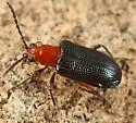 Oulema arizonae