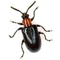 Oulema collaris