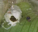 Oulema collaris - photo 2