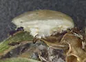 Oulema collaris - photo 3
