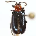 Oulema collaris - photo 4