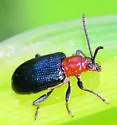 Oulema collaris - photo 5