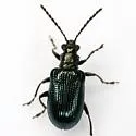 Oulema concolor