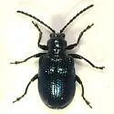 Oulema concolor - photo 3