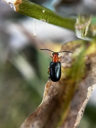 Oulema cornuta - photo 2