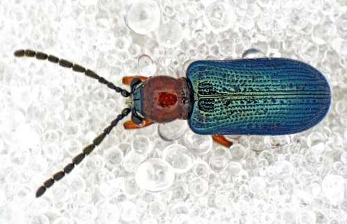 Oulema duftschmidi s.s.