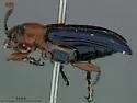 Oulema elongata - photo 2