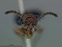 Oulema elongata - photo 3