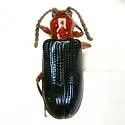 Oulema elongata - photo 4