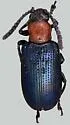 Oulema longipennis - Oulema longipennis
