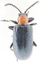Oulema longipennis - photo 2