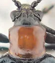 Oulema longipennis - photo 3