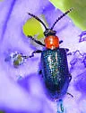 Oulema longipennis - photo 4