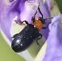 Oulema longipennis - photo 5