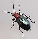 Oulema palustris - photo 2