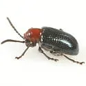 Oulema palustris - photo 3