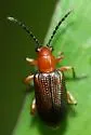 Oulema simulans - Oulema simulans