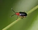 Oulema simulans - photo 5