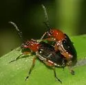 Oulema variabilis - Oulema variabilis
