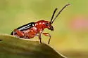 Oulema variabilis - photo 2