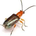 Oulema variabilis - photo 3