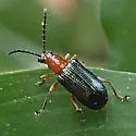 Oulema variabilis - photo 4