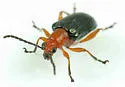 Oulema variabilis - photo 5